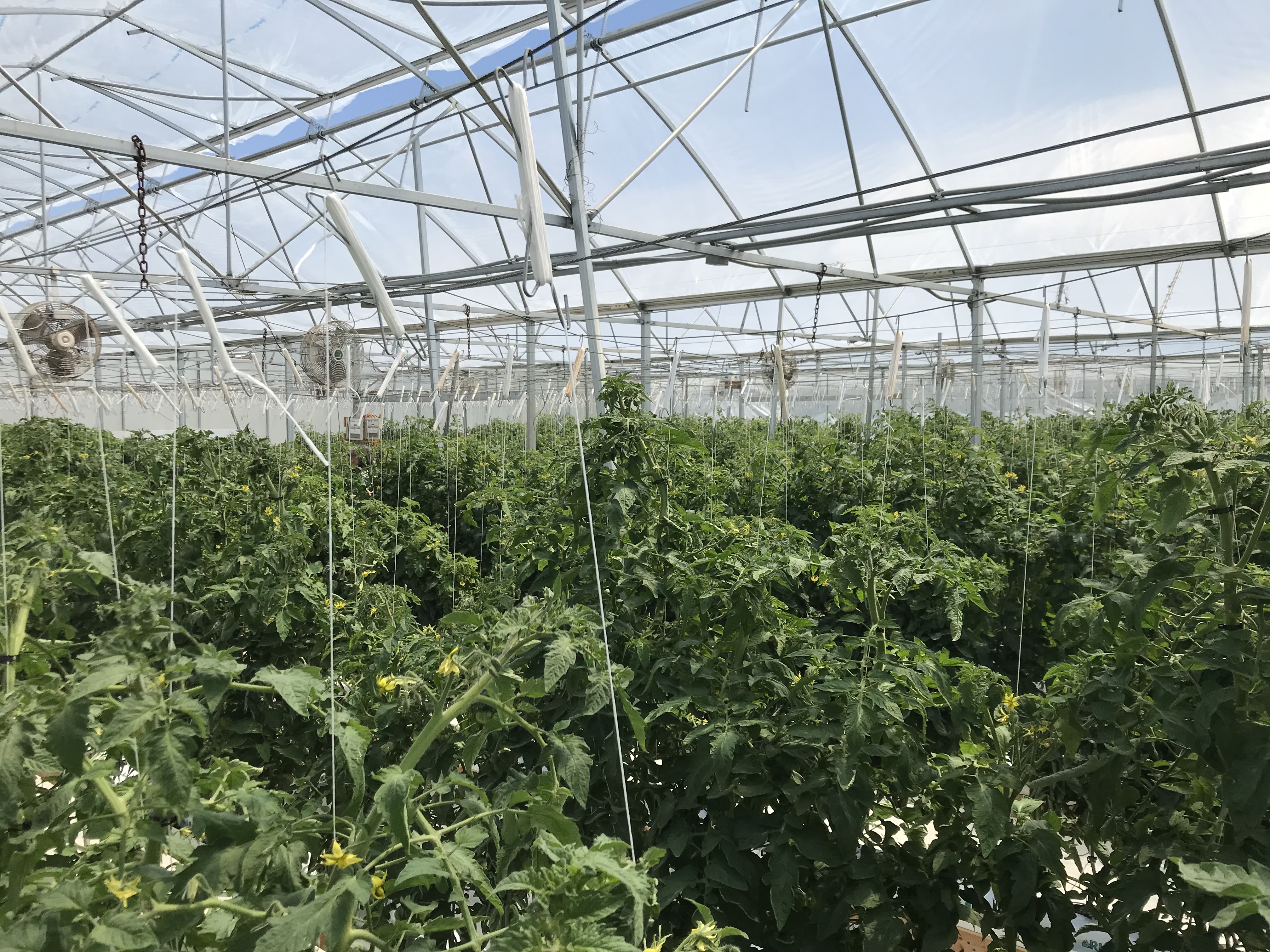 hydroponic greenhouse